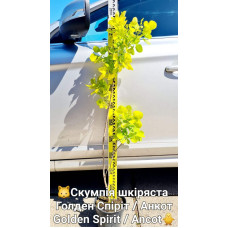 Скумпія шкіряста Голден Спіріт / Анкот | Скумпия кожевенная Голден Спирит / Анкот | Cotinus coggygria Golden Spirit / Ancot