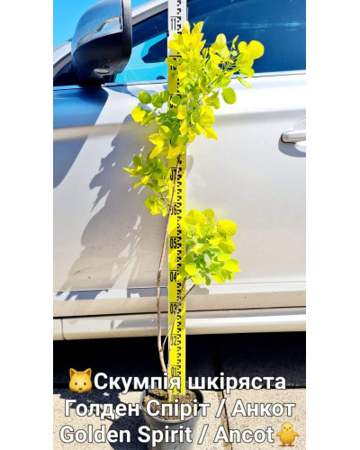 Скумпія шкіряста Голден Спіріт / Анкот | Скумпия кожевенная Голден Спирит / Анкот | Cotinus coggygria Golden Spirit / Ancot
