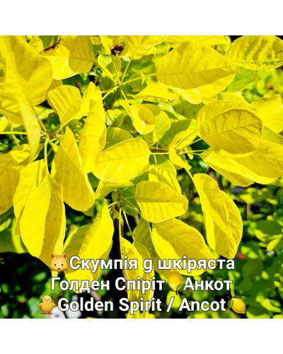 Скумпія шкіряста Голден Спіріт / Анкот | Скумпия кожевенная Голден Спирит / Анкот | Cotinus coggygria Golden Spirit / Ancot