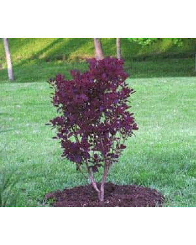 Скумпія шкіряна Роял Перпл | Скумпия кожевенная Роял Пёрпл | Cotinus coggygria Royal Purple (Smoke tree)