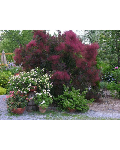 Скумпія шкіряна Роял Перпл | Скумпия кожевенная Роял Пёрпл | Cotinus coggygria Royal Purple (Smoke tree)