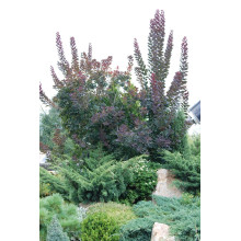 Скумпія шкіряна Роял Перпл | Скумпия кожевенная Роял Пёрпл | Cotinus coggygria Royal Purple (Smoke tree)