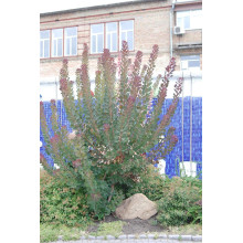 Скумпія шкіряна Роял Перпл | Скумпия кожевенная Роял Пёрпл | Cotinus coggygria Royal Purple (Smoke tree)