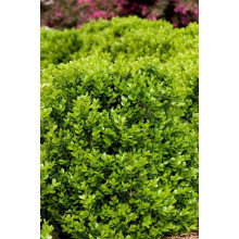 Самшит дрібнолистий Фолкнер | Самшит мелколистный Фолкнер | Buxus microphilla Faulkner