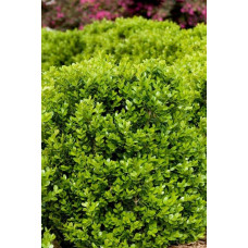 Самшит дрібнолистий Фолкнер | Самшит мелколистный Фолкнер | Buxus microphilla Faulkner