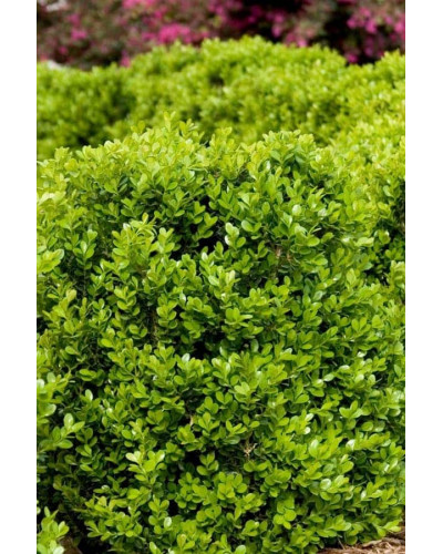 Самшит дрібнолистий Фолкнер | Самшит мелколистный Фолкнер | Buxus microphilla Faulkner