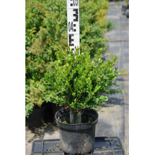 Самшит дрібнолистий Фолкнер | Самшит мелколистный Фолкнер | Buxus microphilla Faulkner