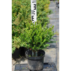 Самшит дрібнолистий Фолкнер | Самшит мелколистный Фолкнер | Buxus microphilla Faulkner