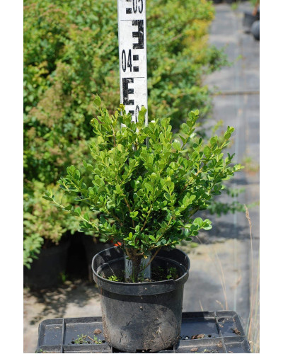 Самшит дрібнолистий Фолкнер | Самшит мелколистный Фолкнер | Buxus microphilla Faulkner