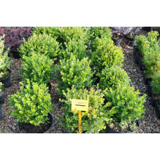 Самшит дрібнолистий Фолкнер | Самшит мелколистный Фолкнер | Buxus microphilla Faulkner