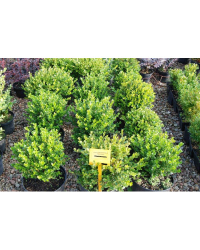Самшит дрібнолистий Фолкнер | Самшит мелколистный Фолкнер | Buxus microphilla Faulkner