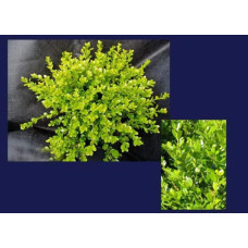 Самшит дрібнолистий Фолкнер | Самшит мелколистный Фолкнер | Buxus microphilla Faulkner