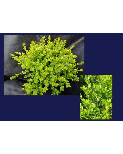 Самшит дрібнолистий Фолкнер | Самшит мелколистный Фолкнер | Buxus microphilla Faulkner