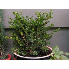 Самшит дрібнолистий Фолкнер | Самшит мелколистный Фолкнер | Buxus microphilla Faulkner