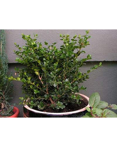Самшит дрібнолистий Фолкнер | Самшит мелколистный Фолкнер | Buxus microphilla Faulkner