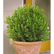 Самшит дрібнолистий Фолкнер | Самшит мелколистный Фолкнер | Buxus microphilla Faulkner