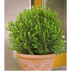 Самшит дрібнолистий Фолкнер | Самшит мелколистный Фолкнер | Buxus microphilla Faulkner