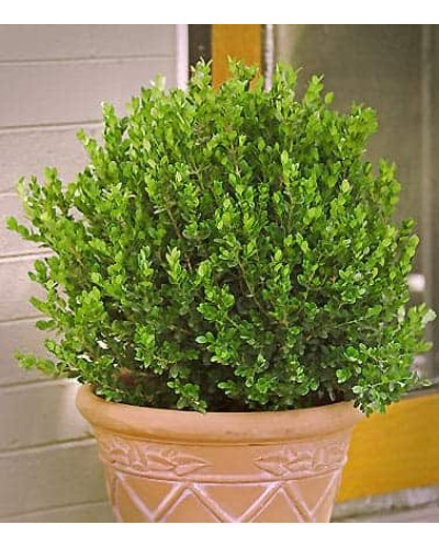 Самшит дрібнолистий Фолкнер | Самшит мелколистный Фолкнер | Buxus microphilla Faulkner