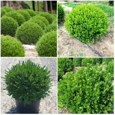 Самшит дрібнолистий Фолкнер | Самшит мелколистный Фолкнер | Buxus microphilla Faulkner