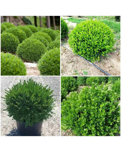 Самшит дрібнолистий Фолкнер | Самшит мелколистный Фолкнер | Buxus microphilla Faulkner