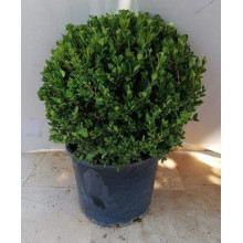 Самшит дрібнолистий Фолкнер | Самшит мелколистный Фолкнер | Buxus microphilla Faulkner