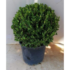 Самшит дрібнолистий Фолкнер | Самшит мелколистный Фолкнер | Buxus microphilla Faulkner