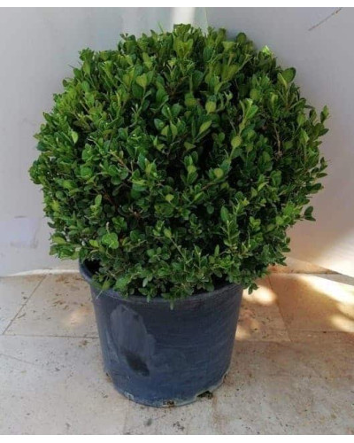 Самшит дрібнолистий Фолкнер | Самшит мелколистный Фолкнер | Buxus microphilla Faulkner