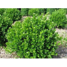 Самшит дрібнолистий Фолкнер | Самшит мелколистный Фолкнер | Buxus microphilla Faulkner