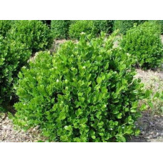 Самшит дрібнолистий Фолкнер | Самшит мелколистный Фолкнер | Buxus microphilla Faulkner