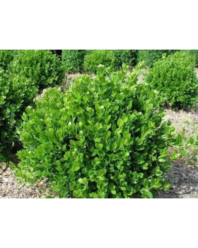 Самшит дрібнолистий Фолкнер | Самшит мелколистный Фолкнер | Buxus microphilla Faulkner