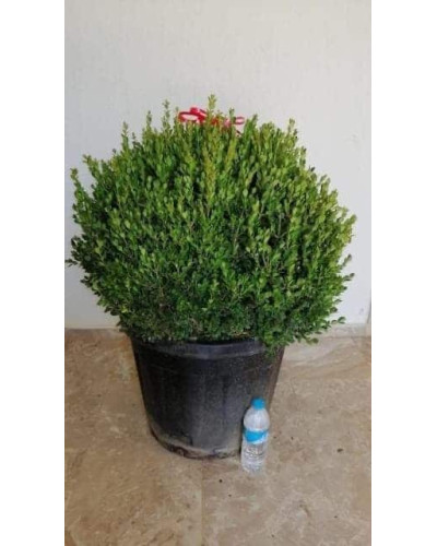 Самшит дрібнолистий Фолкнер | Самшит мелколистный Фолкнер | Buxus microphilla Faulkner