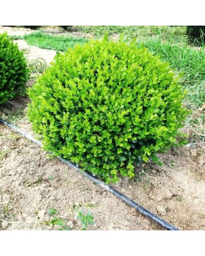 Самшит дрібнолистий Фолкнер | Самшит мелколистный Фолкнер | Buxus microphilla Faulkner