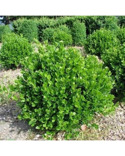 Самшит дрібнолистий Фолкнер | Самшит мелколистный Фолкнер | Buxus microphilla Faulkner