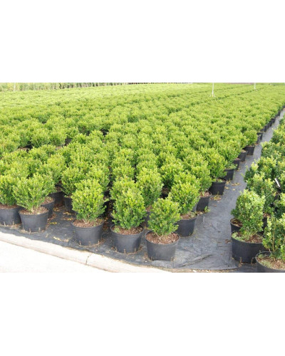 Самшит дрібнолистий Фолкнер | Самшит мелколистный Фолкнер | Buxus microphilla Faulkner