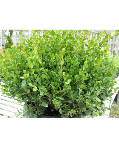 Самшит дрібнолистий Фолкнер | Самшит мелколистный Фолкнер | Buxus microphilla Faulkner