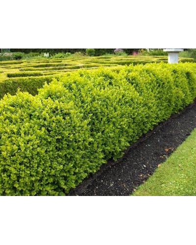 Самшит дрібнолистий Фолкнер | Самшит мелколистный Фолкнер | Buxus microphilla Faulkner