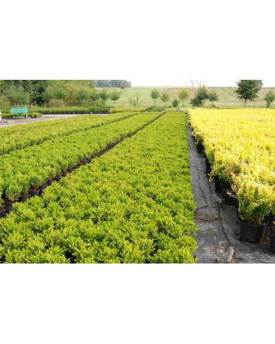 Самшит дрібнолистий Фолкнер | Самшит мелколистный Фолкнер | Buxus microphilla Faulkner