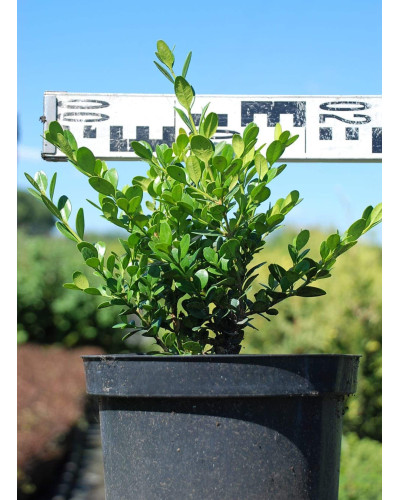Самшит дрібнолистий Фолкнер | Самшит мелколистный Фолкнер | Buxus microphilla Faulkner