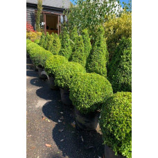 Самшит вічнозелений Топіар | Buxus sempervirens Topiar | Самшит вечнозелёный Топиар