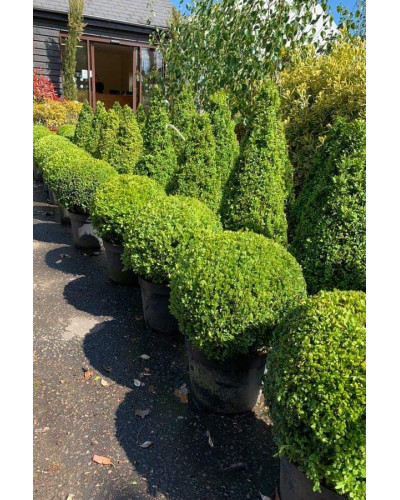 Самшит вічнозелений Топіар | Buxus sempervirens Topiar | Самшит вечнозелёный Топиар