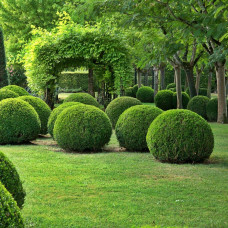 Самшит вічнозелений Топіар | Buxus sempervirens Topiar | Самшит вечнозелёный Топиар