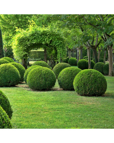 Самшит вічнозелений Топіар | Buxus sempervirens Topiar | Самшит вечнозелёный Топиар