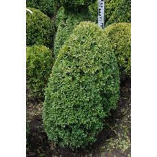 Самшит вічнозелений Топіар | Buxus sempervirens Topiar | Самшит вечнозелёный Топиар