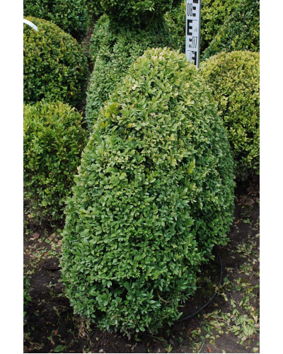 Самшит вічнозелений Топіар | Buxus sempervirens Topiar | Самшит вечнозелёный Топиар