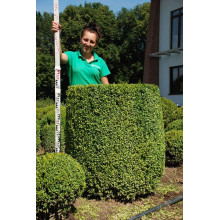 Самшит вічнозелений Топіар | Buxus sempervirens Topiar | Самшит вечнозелёный Топиар
