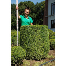 Самшит вічнозелений Топіар | Buxus sempervirens Topiar | Самшит вечнозелёный Топиар