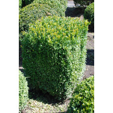Самшит вічнозелений Топіар | Buxus sempervirens Topiar | Самшит вечнозелёный Топиар
