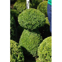Самшит вічнозелений Топіар | Buxus sempervirens Topiar | Самшит вечнозелёный Топиар