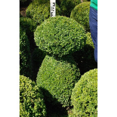 Самшит вічнозелений Топіар | Buxus sempervirens Topiar | Самшит вечнозелёный Топиар