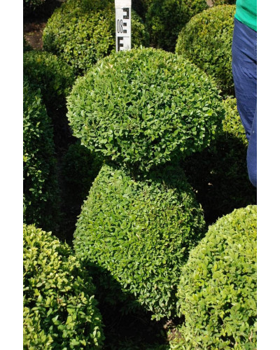 Самшит вічнозелений Топіар | Buxus sempervirens Topiar | Самшит вечнозелёный Топиар